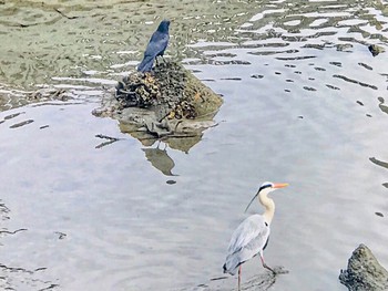 アオサギ 猿猴川 2019年2月21日(木)