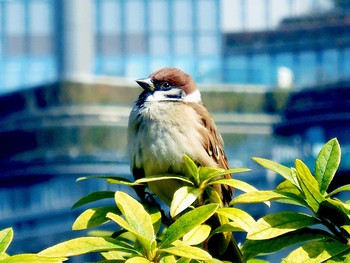 Eurasian Tree Sparrow Hibiya Park Sat, 2/23/2019