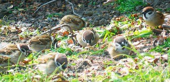 Eurasian Tree Sparrow Hibiya Park Sat, 2/23/2019