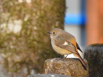 Daurian Redstart 岩屋堂公園 Mon, 2/11/2019