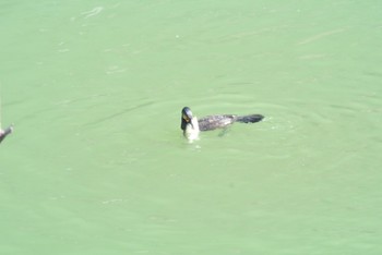 Great Cormorant Unknown Spots Sat, 2/23/2019