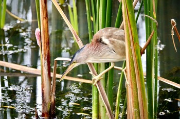 Yellow Bittern Chinese garden Mon, 1/28/2019