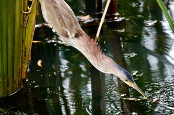 Yellow Bittern Chinese garden Mon, 1/28/2019