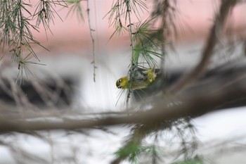 2017年8月25日(金) 東京都文京区の野鳥観察記録