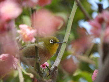 Warbling White-eye 綱敷天満宮 Sat, 2/23/2019