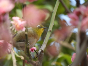 Warbling White-eye 綱敷天満宮 Sat, 2/23/2019