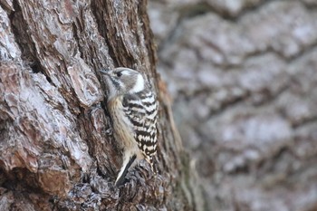 Japanese Pygmy Woodpecker(seebohmi) Miharashi Park(Hakodate) Sat, 2/23/2019