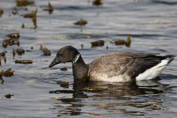 コクガン 北海道　函館市　志海苔海岸 2019年2月23日(土)