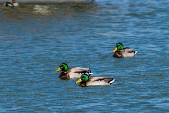 マガモ 山口県立きらら浜自然観察公園 2019年2月17日(日)