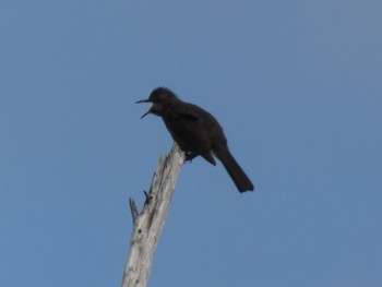 Brown-eared Bulbul(ogawae) Yoron Island Sat, 2/23/2019