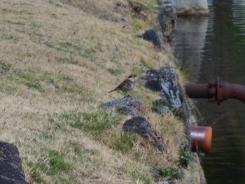 2019年2月21日(木) 広島城の野鳥観察記録