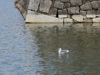 セグロカモメ 広島城 2019年2月21日(木)