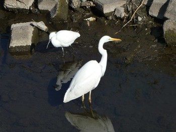 2019年2月23日(土) 境川(境橋付近)の野鳥観察記録