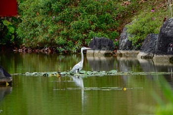 アオサギ Chinese garden 2019年1月28日(月)