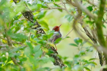 Ashy Tailorbird