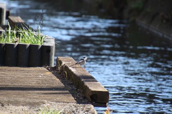 2019年2月23日(土) 多摩川の野鳥観察記録