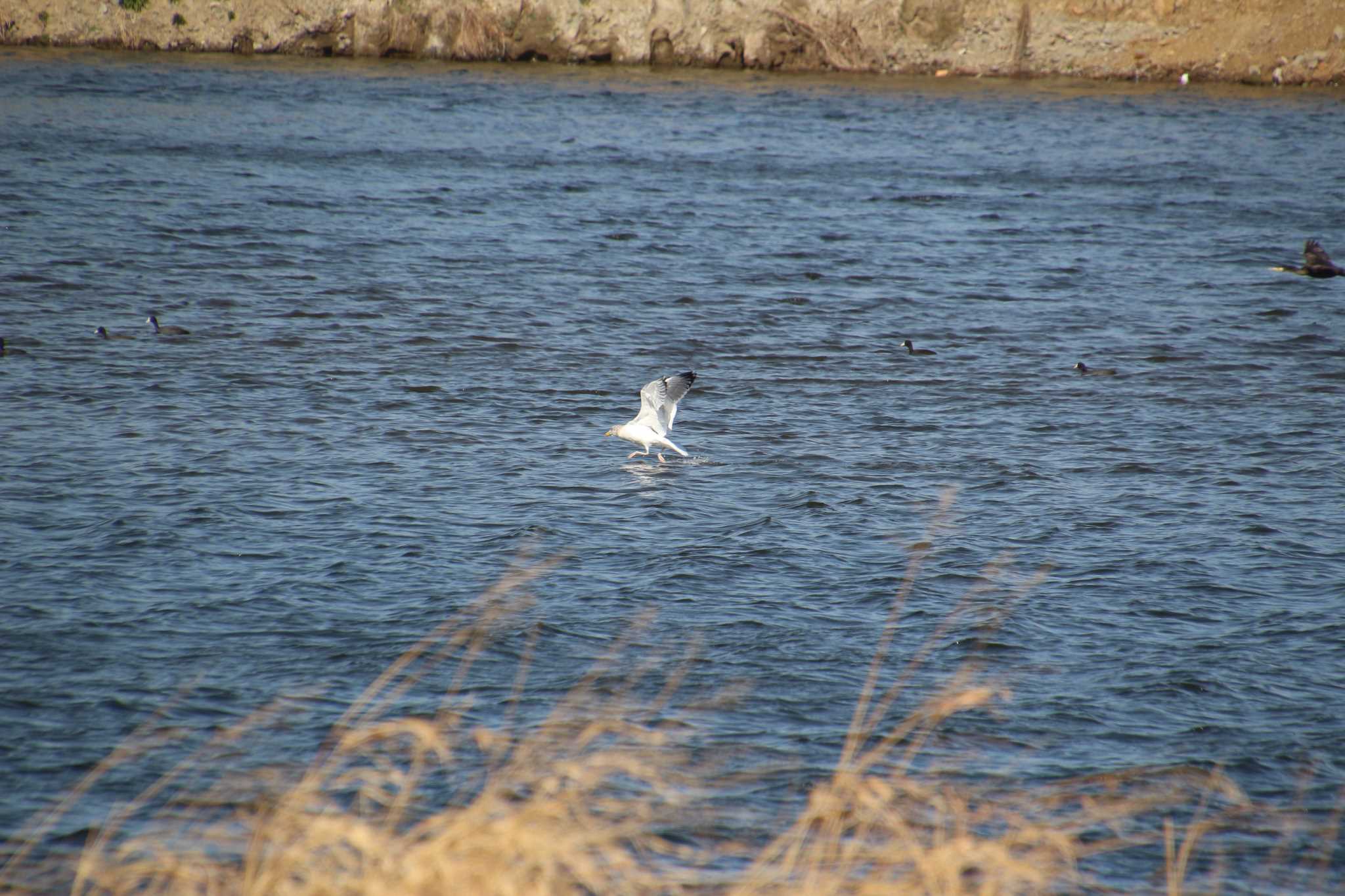 Vega Gull