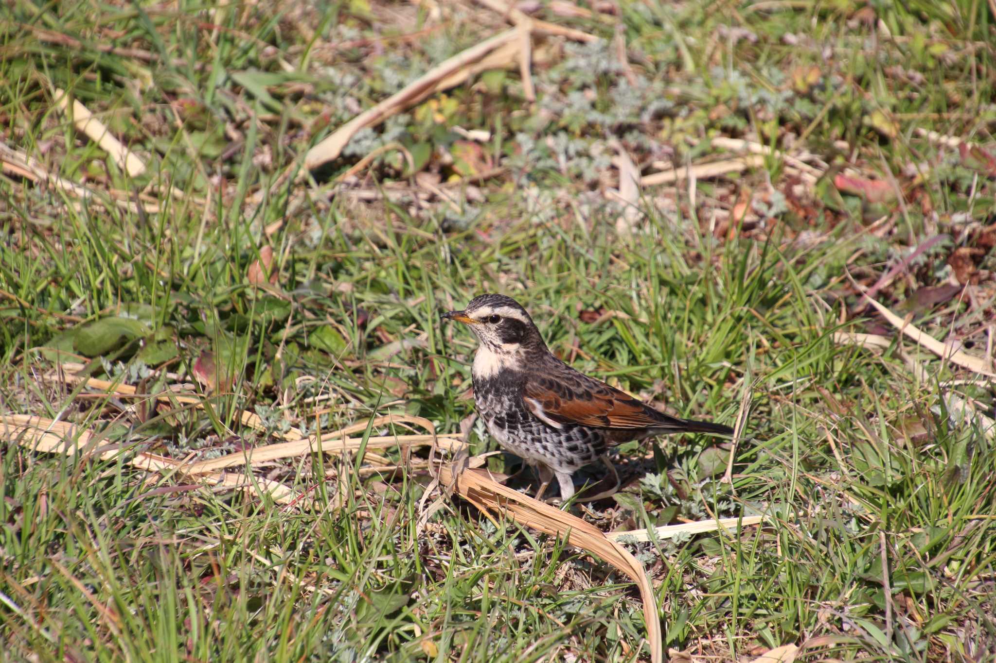 Dusky Thrush