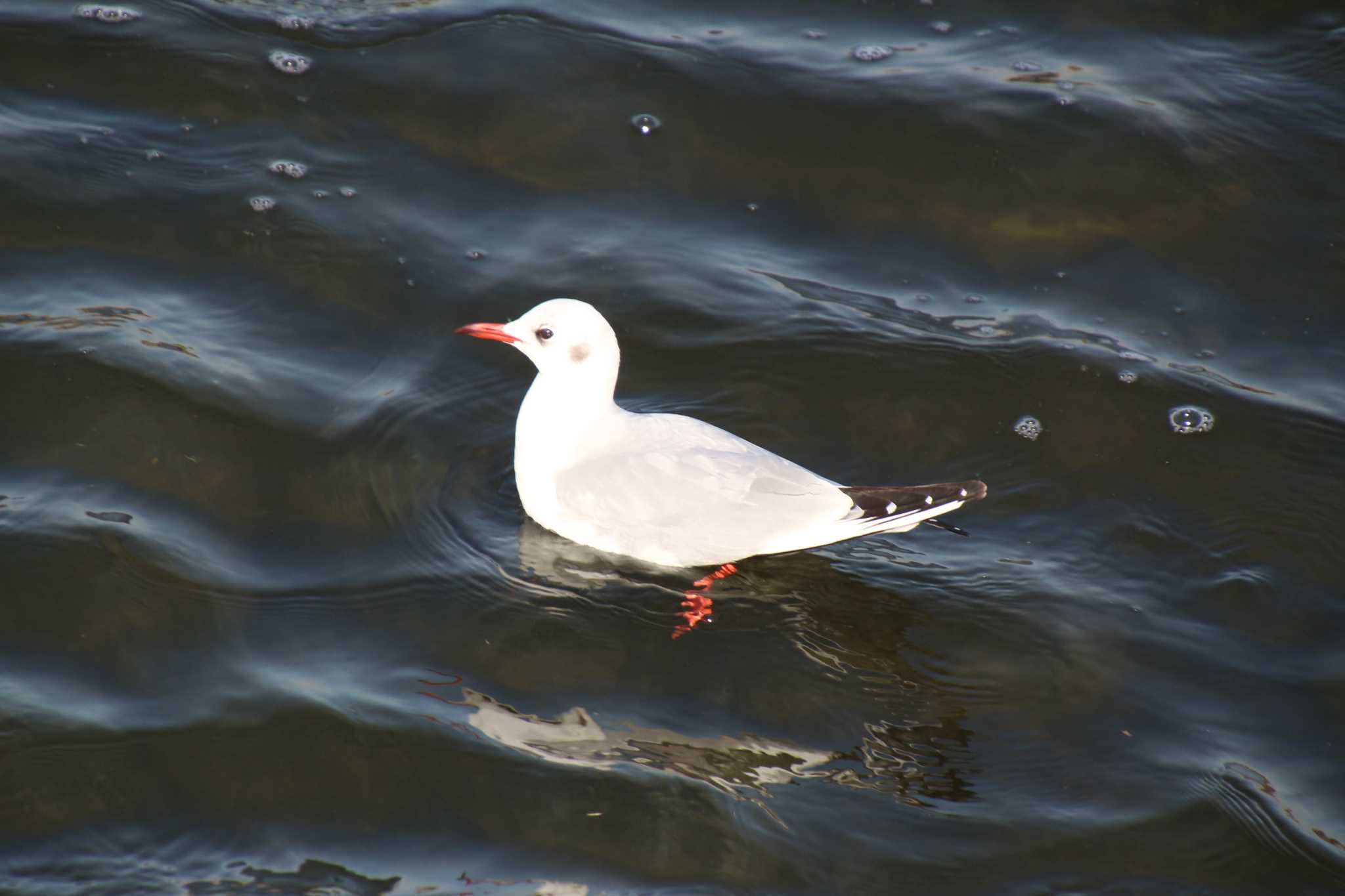 Black-headed Gull