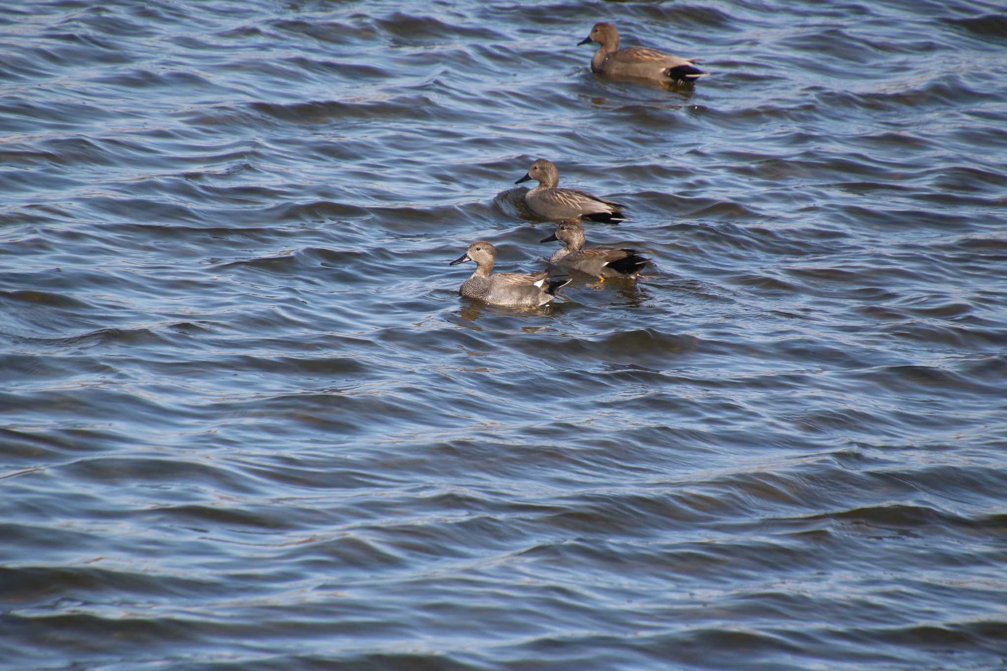 Gadwall