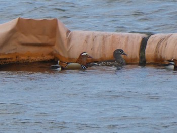 2019年2月23日(土) 相模原沈殿池の野鳥観察記録