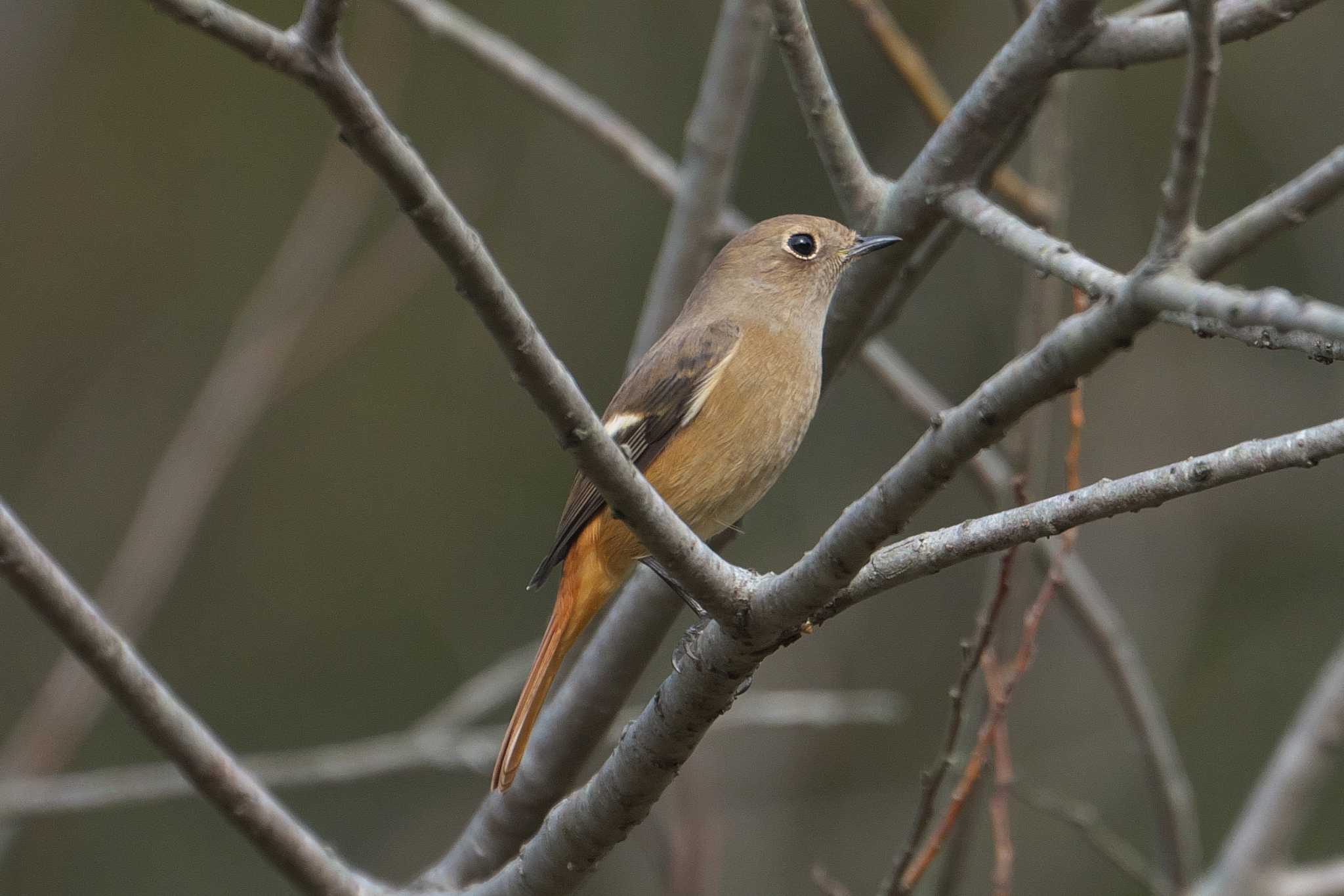 2024年11月13日(水) 北本自然観察公園の野鳥観察記録 by Y 2024年11月13日(水) 北本自然観察公園の野鳥観察記録 by Y