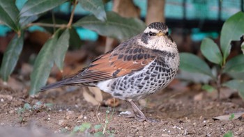 2019年2月23日(土) 品川区の野鳥観察記録