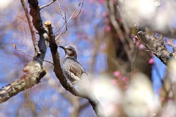 ヒヨドリ 百草園 2019年2月23日(土)