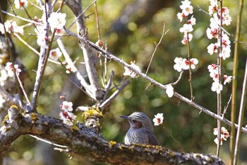 ヒヨドリ 百草園 2019年2月23日(土)