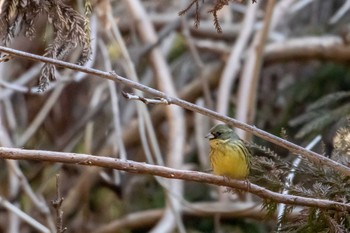 Masked Bunting 市民鹿島台いこいの森 Sun, 2/24/2019