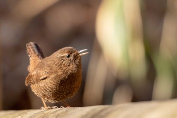 Eurasian Wren 市民鹿島台いこいの森 Sun, 2/24/2019