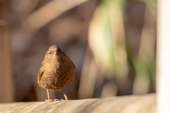 Eurasian Wren 市民鹿島台いこいの森 Sun, 2/24/2019