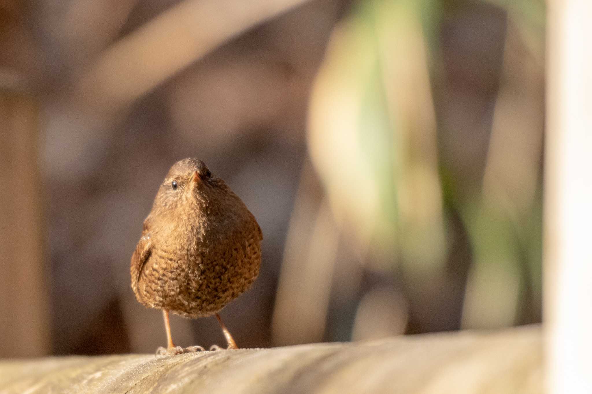 Eurasian Wren