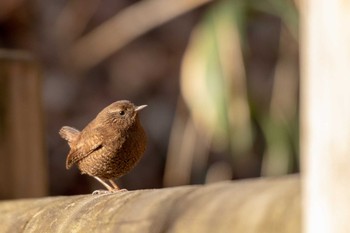 Eurasian Wren 市民鹿島台いこいの森 Sun, 2/24/2019