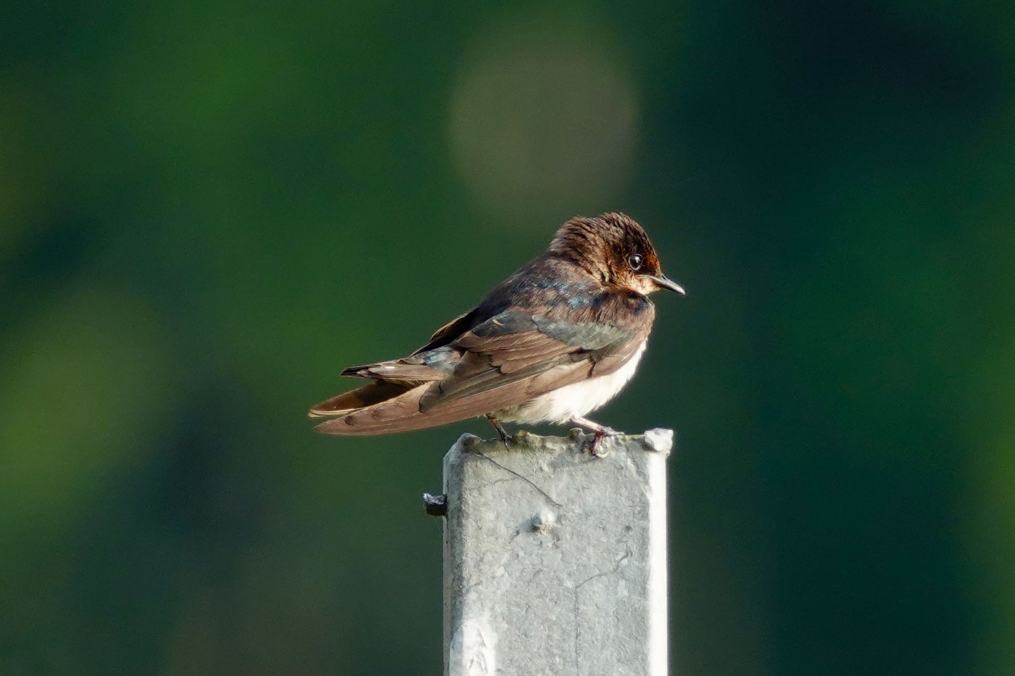 Photo of Pacific Swallow at Central Catchment Nature Reserve by のどか