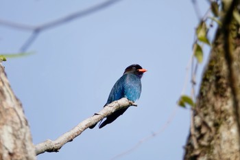 Oriental Dollarbird Central Catchment Nature Reserve Tue, 1/29/2019