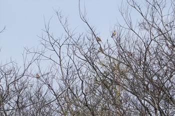 Brambling 加賀市鴨池観察館 Thu, 2/21/2019