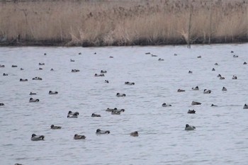 Falcated Duck 加賀市鴨池観察館 Thu, 2/21/2019