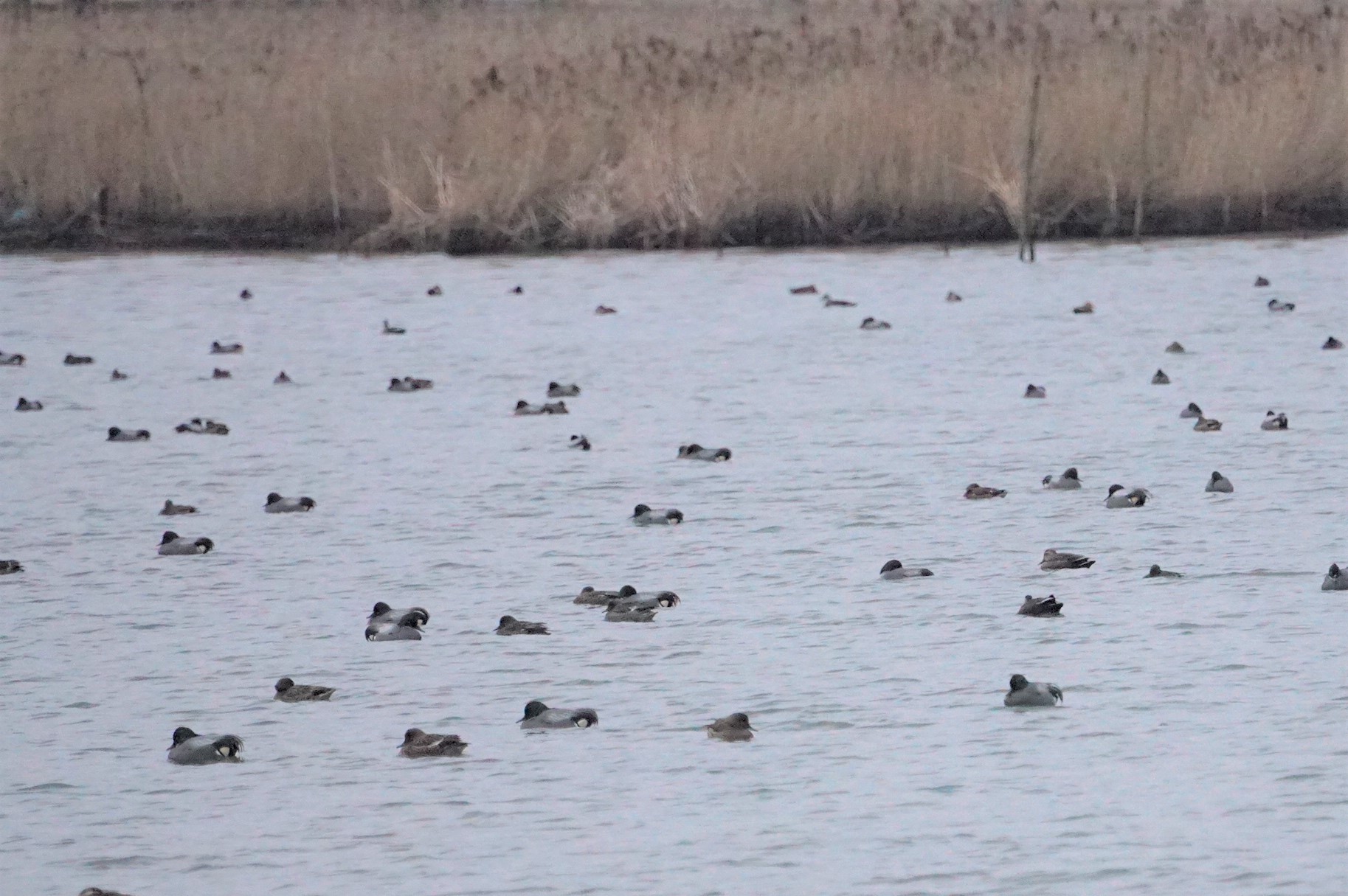 Photo of Falcated Duck at 加賀市鴨池観察館 by マル