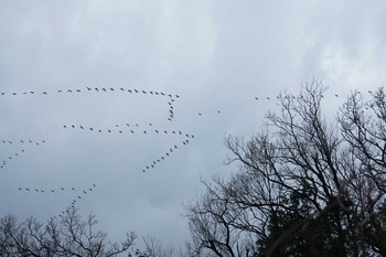 Thu, 2/21/2019 Birding report at 加賀市鴨池観察館