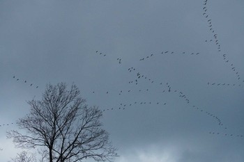 Greater White-fronted Goose 加賀市鴨池観察館 Thu, 2/21/2019