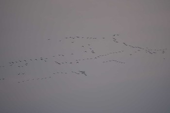 Greater White-fronted Goose 河北潟 Fri, 2/22/2019