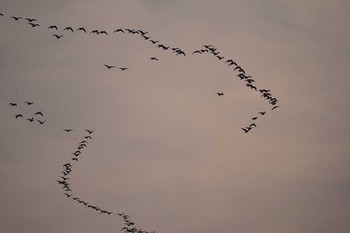 Greater White-fronted Goose 河北潟 Fri, 2/22/2019