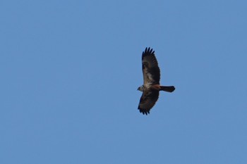 Eastern Marsh Harrier 河北潟 Fri, 2/22/2019