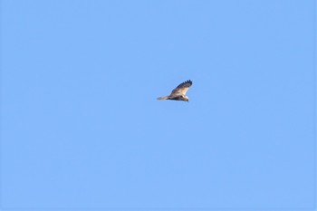 Eastern Marsh Harrier 河北潟 Fri, 2/22/2019