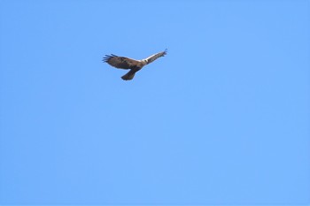 Eastern Marsh Harrier 河北潟 Fri, 2/22/2019