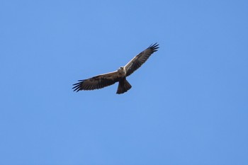 Eastern Marsh Harrier 河北潟 Fri, 2/22/2019