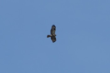 Eastern Buzzard 河北潟 Fri, 2/22/2019