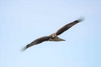 Black Kite 河北潟 Fri, 2/22/2019