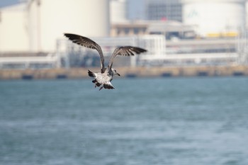 Black-tailed Gull 河北潟 Fri, 2/22/2019